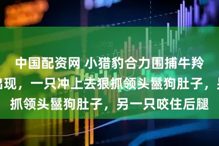 中国配资网 小猎豹合力围捕牛羚，刚开吃鬣狗出现，一只冲上去狠抓领头鬣狗肚子，另一只咬住后腿